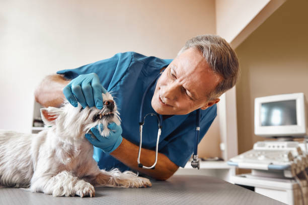 Best Weekend Emergency Dentist in Montvale, NJ